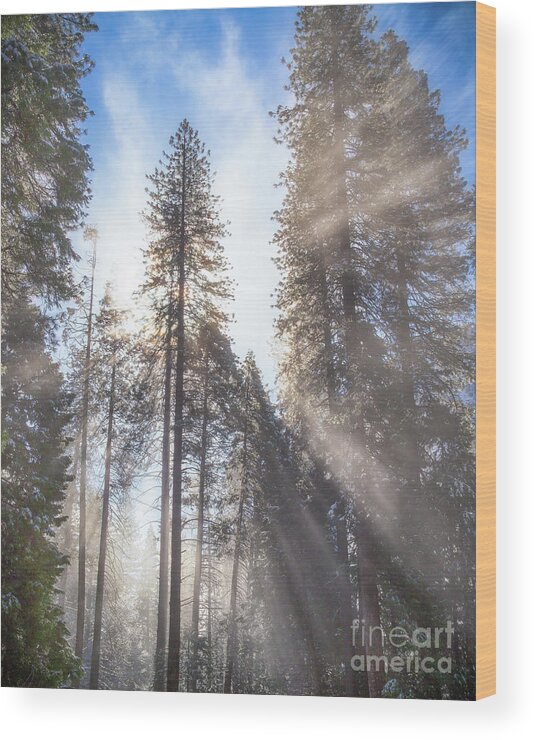 Yosemite Wood Print featuring the photograph Morning Light #1 by Anthony Michael Bonafede