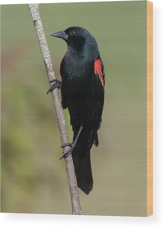 Red-winged Blackbird Wood Print featuring the photograph Red-winged Blackbird #1 by Ken Stampfer