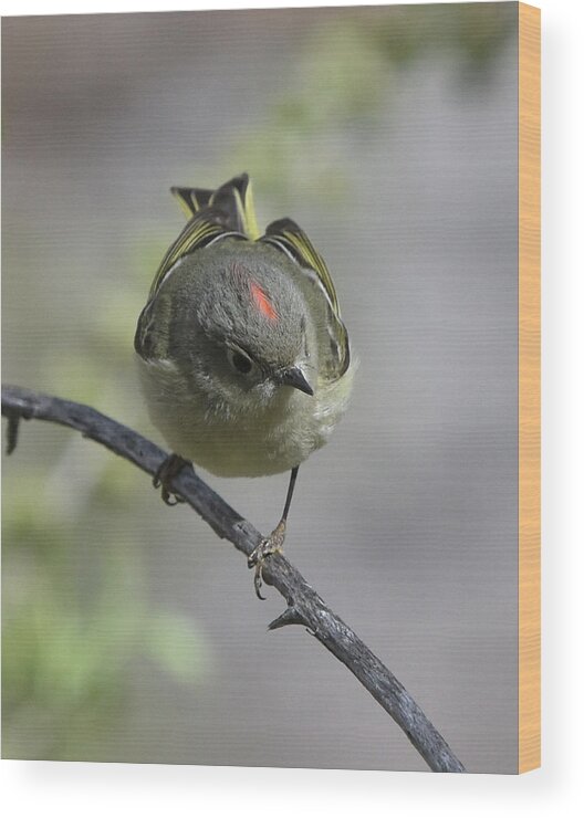 Bird Wood Print featuring the photograph Ruby-crowned Kinglet #1 by Ben Foster