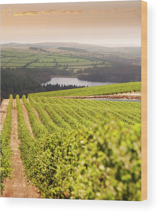 Scenics Wood Print featuring the photograph Vineyard At Sunset by Lockiecurrie