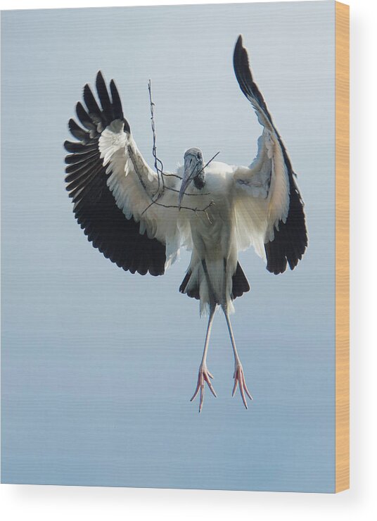 Alligator Farm Wood Print featuring the photograph Woodstork Nesting by Donald Brown