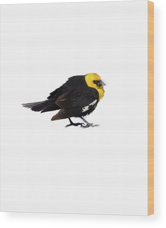 Refuge Wood Print featuring the photograph Yellow Headed Blackbird  #1 by Steve Estvanik