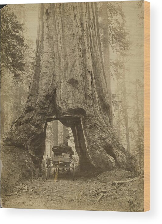 Sequoia Tree Wood Print featuring the photograph Yosemite Sequoia #1 by Carleton E. Watkins