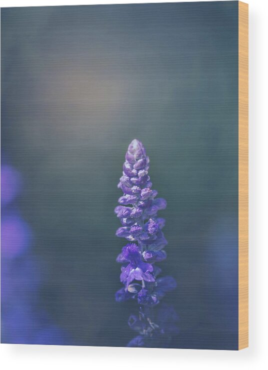 Flower Wood Print featuring the photograph Evening Light by Allin Sorenson