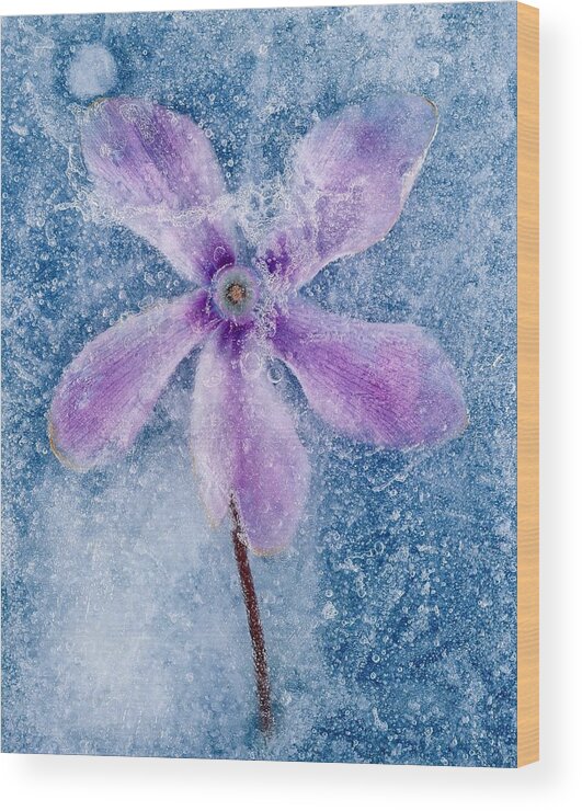 Estock Wood Print featuring the digital art Flower In Ice #2 by Lando Pescatori