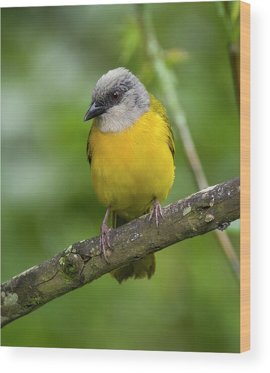 Colombia Wood Print featuring the photograph Grey-Headed Tanager Entreaguas Ibague Tolima Colombia #2 by Adam Rainoff