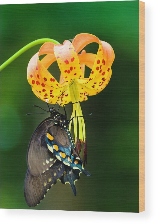 Africa Wood Print featuring the photograph Swallowtail On Turks Cap #2 by Donald Brown