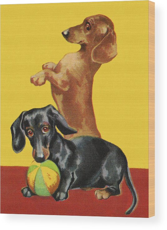 Animal Wood Print featuring the drawing Two Dachshunds #2 by CSA Images