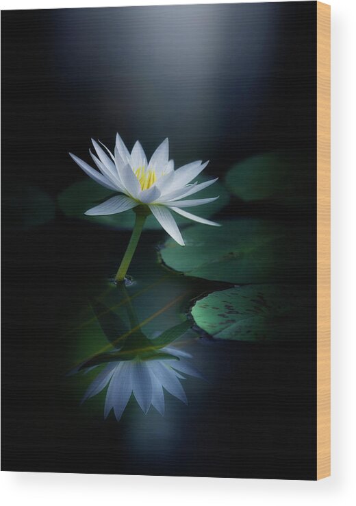 Water Lily Wood Print featuring the photograph Reflection #4 by Takashi Suzuki