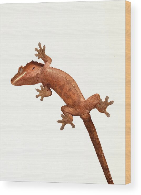 Animal Wood Print featuring the photograph Crested Gecko Correlophus Ciliatus #6 by David Kenny