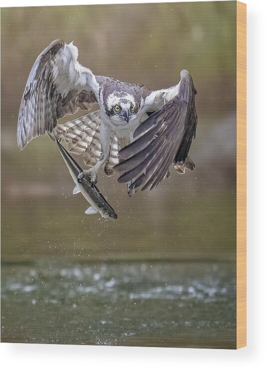 Osprey Wood Print featuring the photograph Osprey #7 by Tao Huang