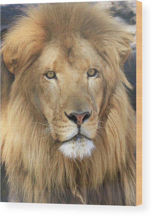 African Lion Wood Print featuring the photograph African Lion Male by Steve McKinzie