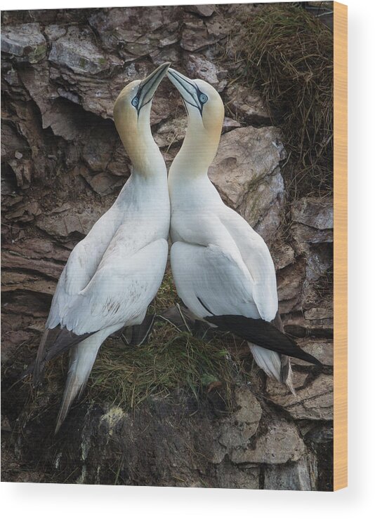 Gannet Wood Print featuring the photograph Afterplay by Greg Barsh