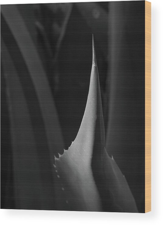 Agave Wood Print featuring the photograph Agave by Lynn Davis