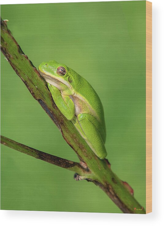 Nature Wood Print featuring the photograph American Green Tree Frog DAR033 by Gerry Gantt