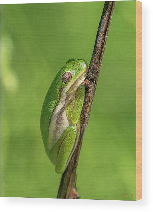 Nature Wood Print featuring the photograph American Green Tree Frog DAR034 by Gerry Gantt