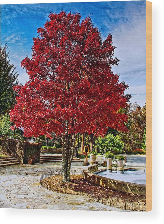 Autumn Wood Print featuring the photograph Autumn Celebration by Allen Nice-Webb