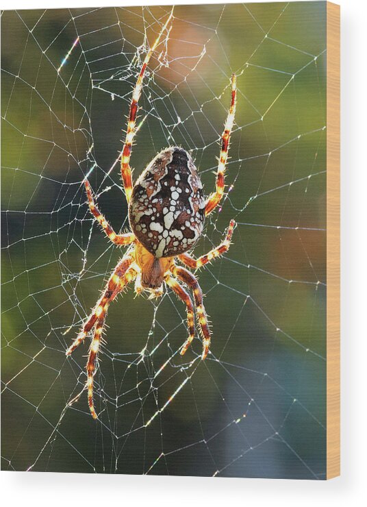 Spider Wood Print featuring the photograph Backyard Spider by Patrick Campbell