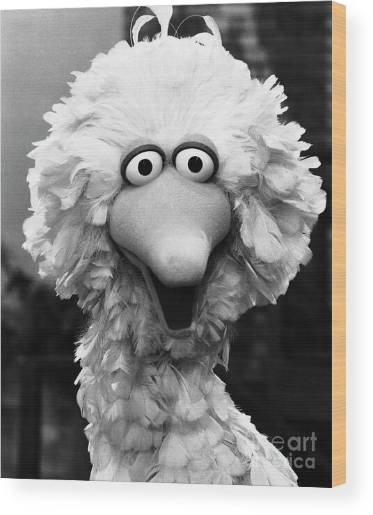 People Wood Print featuring the photograph Big Bird by Bettmann