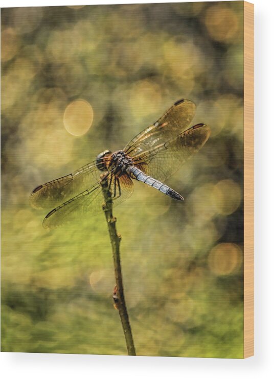 Insect Wood Print featuring the photograph Blue Dasher Dragonfly And Bokeh by Dale Kauzlaric