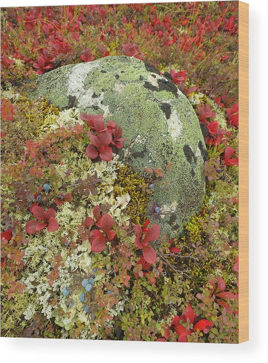 Natural Pattern Wood Print featuring the photograph Blueberries, Lichens, Tundra In Fall by Eastcott Momatiuk