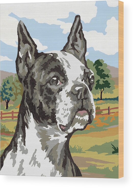 Animal Wood Print featuring the drawing Boston Terrier Paint By Number by CSA Images