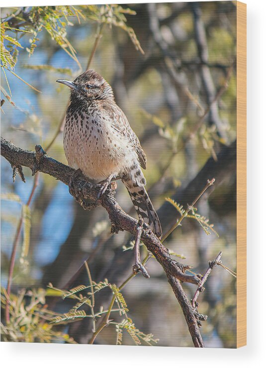 Bird Wood Print featuring the photograph Cactus Wren in a Mesquite Tree by Teresa Wilson