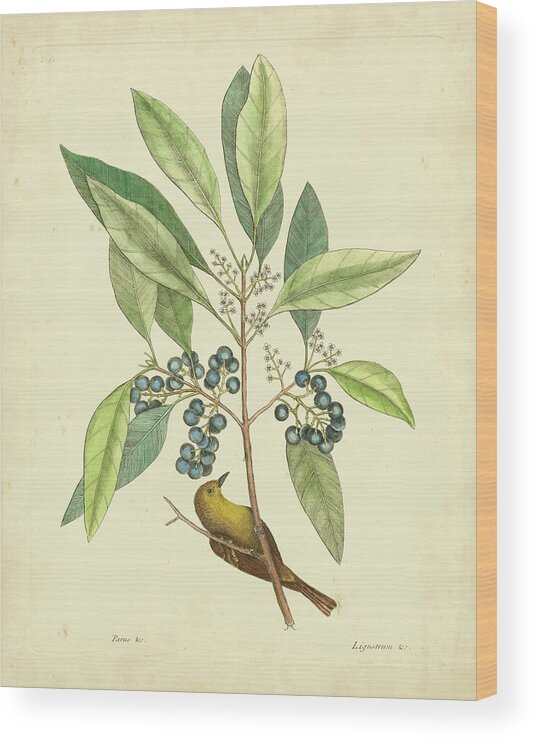 #faatoppicks Wood Print featuring the painting Catesby Bird & Botanical V by Mark Catesby