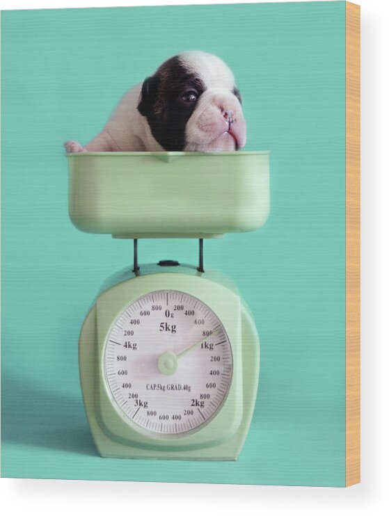 Pets Wood Print featuring the photograph Checking Puppy Weight by Retales Botijero