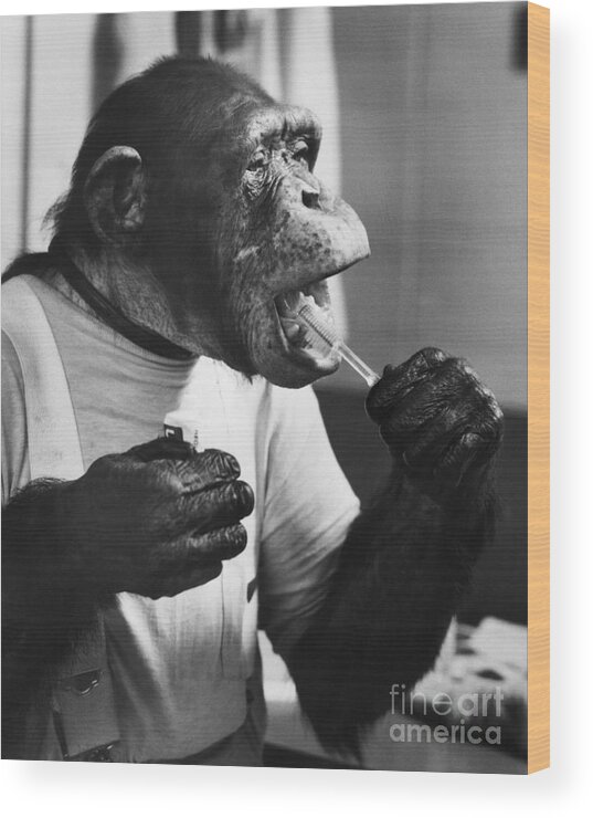 Toothbrush Wood Print featuring the photograph Chimpanzee Brushing His Teeth by Bettmann