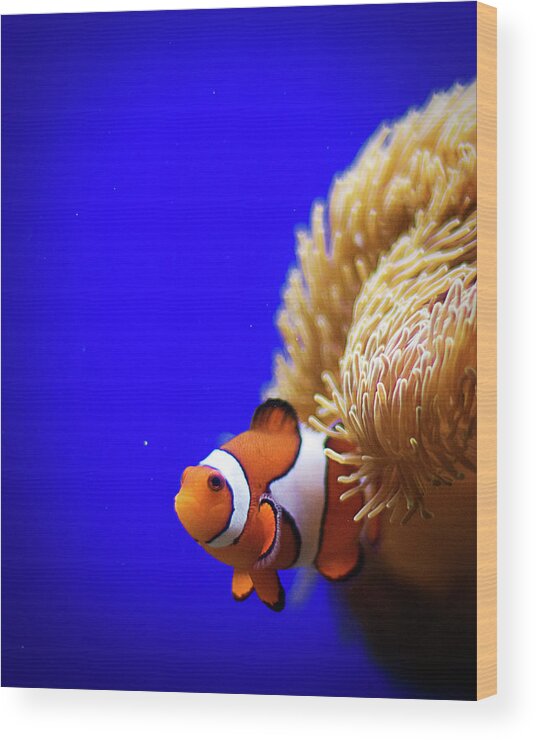 Underwater Wood Print featuring the photograph Clownfish In Aquarium by Planet Rudy Photography