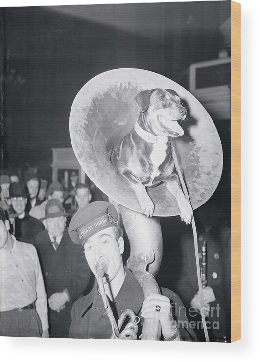 People Wood Print featuring the photograph Coast Guard Mascot Dog Riding In Tuba by Bettmann