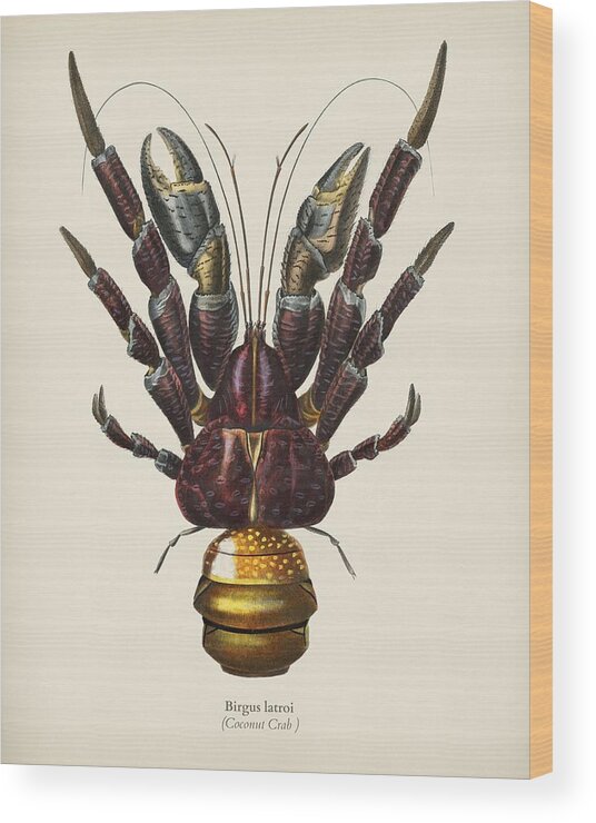 Bee Wood Print featuring the painting Coconut Crab Birgus latroi illustrated by Charles Dessalines D' Orbigny 1806-1876 by Celestial Images