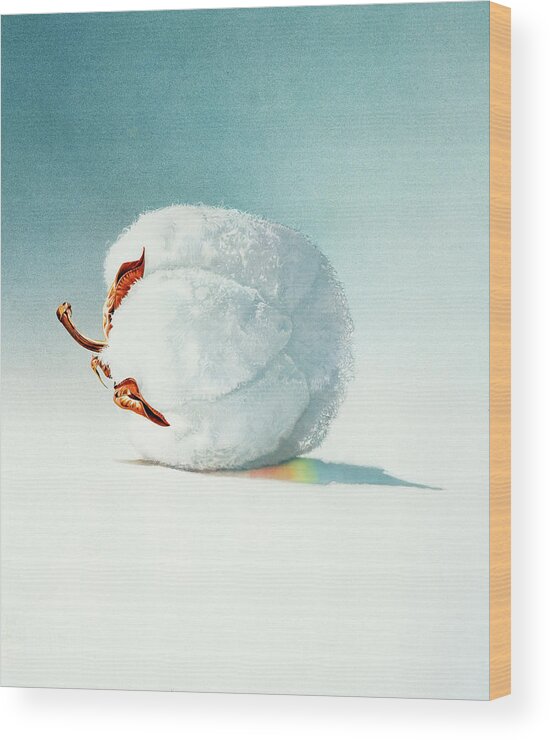 Cotton Ball Wood Print featuring the painting Cotton Ball by John Rowe