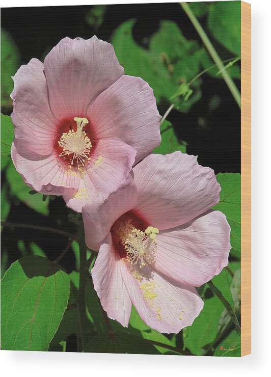 Nature Wood Print featuring the photograph Crimson-eyed Rosemallows DSMF0114 by Gerry Gantt