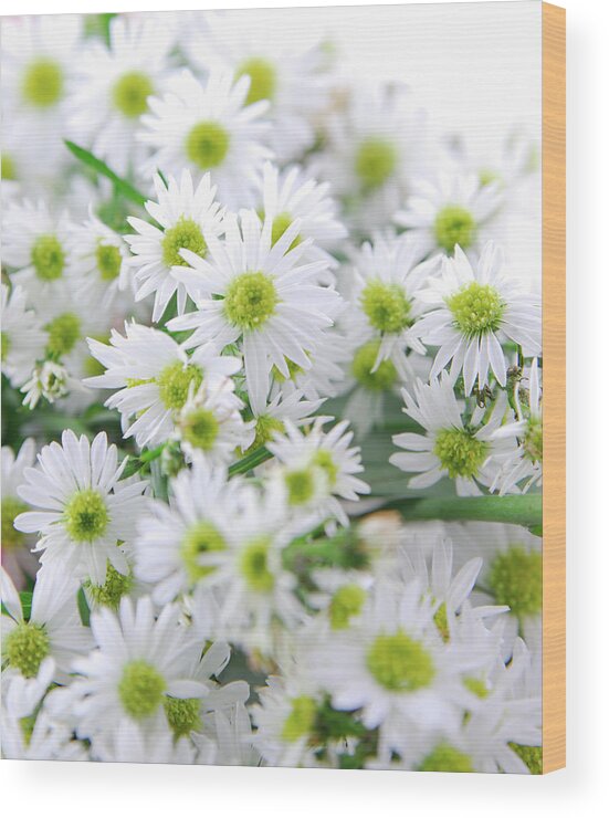 Large Group Of Objects Wood Print featuring the photograph Daisies by Thepalmer