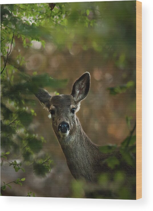 Animal Themes Wood Print featuring the photograph Deer by © Kirk Dubose