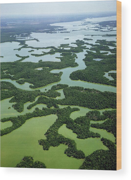 Vertical Wood Print featuring the photograph Everglades by Alfred Eisenstaedt