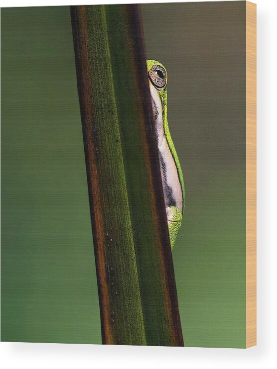 Frog Wood Print featuring the photograph Eye on You by Art Cole