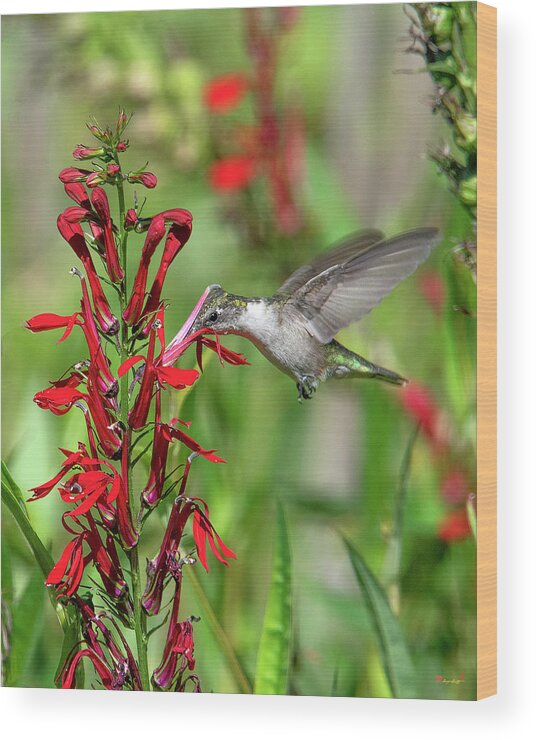 Nature Wood Print featuring the photograph Female Ruby-throated Hummingbird DSB0323 by Gerry Gantt