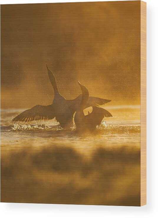 Redthroateddiver Wood Print featuring the photograph Fighting Red-throated Divers by Magnus Renmyr