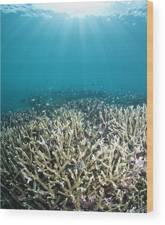 Underwater Wood Print featuring the photograph Fish Swimming Over Dead Reef by Darryl Leniuk