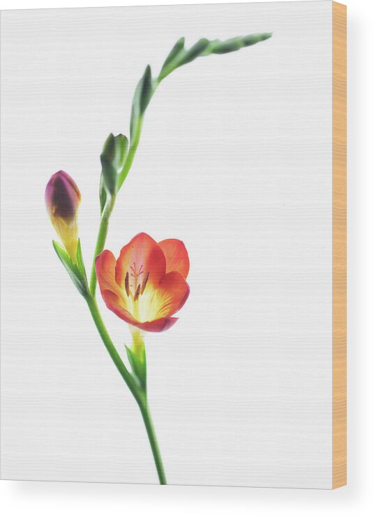 Flowers Wood Print featuring the photograph Freesia 2 by Rebecca Cozart