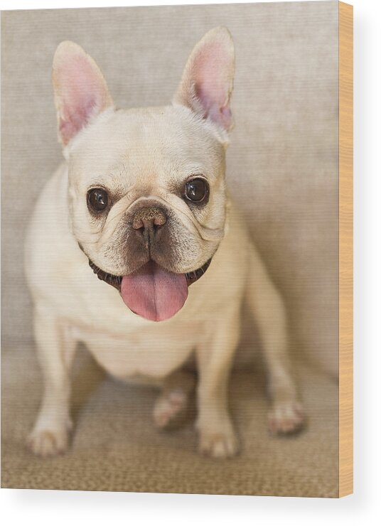 Pets Wood Print featuring the photograph French Bulldog by Jody Trappe Photography