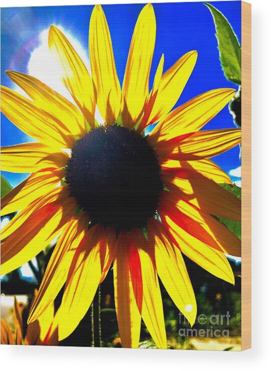 Sunflower Wood Print featuring the photograph Glowing Sunflower by Jim DeLillo