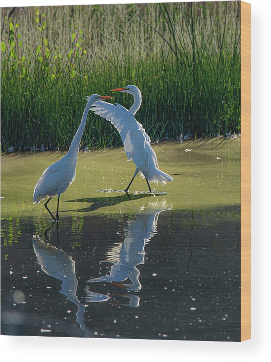 Great White Egret Wood Print featuring the photograph Great White Egret 10 by Rick Mosher