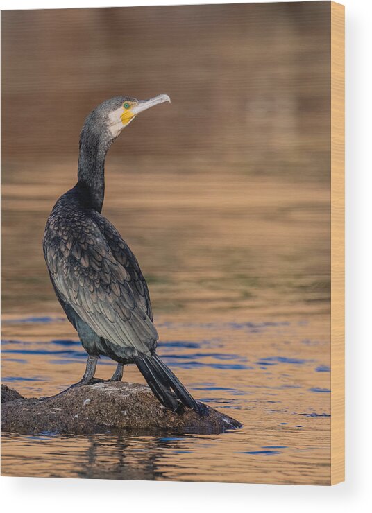 Cormorant Wood Print featuring the photograph Green Eyes .. by Ahmed Zaeitar