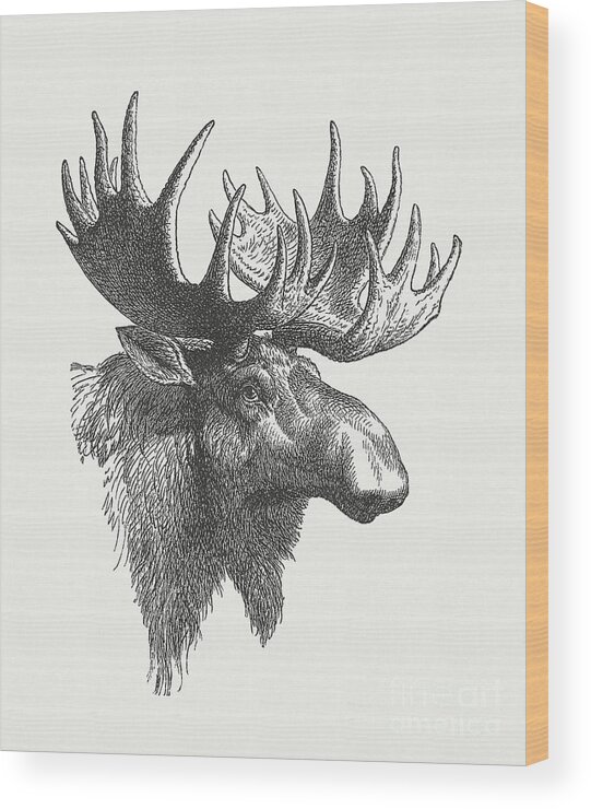 Engraving Wood Print featuring the digital art Head Of A Moose Alces Alces, Wood by Zu 09