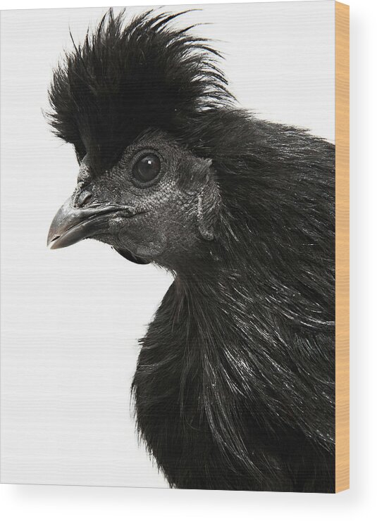 White Background Wood Print featuring the photograph Hen by Adrian Green