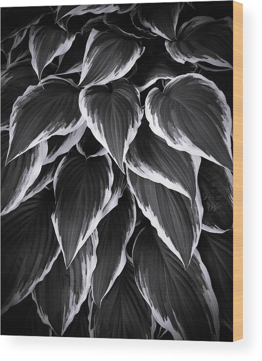Hosta Wood Print featuring the photograph Hosta #1 by Ray Kent